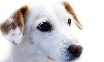Pes Do Bytu: 12 psov vhodných pre život v byte a v apartmáne